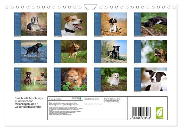 Produktbild: Eine bunte Mischung - wundersch&ouml;ne Mischlingshunde / Geburtstagskalender (Wandkalender 2026 DIN A4 quer), CALVENDO Monatskalender