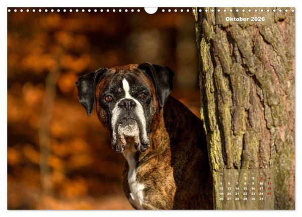 Produktbild: Einmal Boxer - immer Boxer (Wandkalender 2026 DIN A3 quer), CALVENDO Monatskalender
