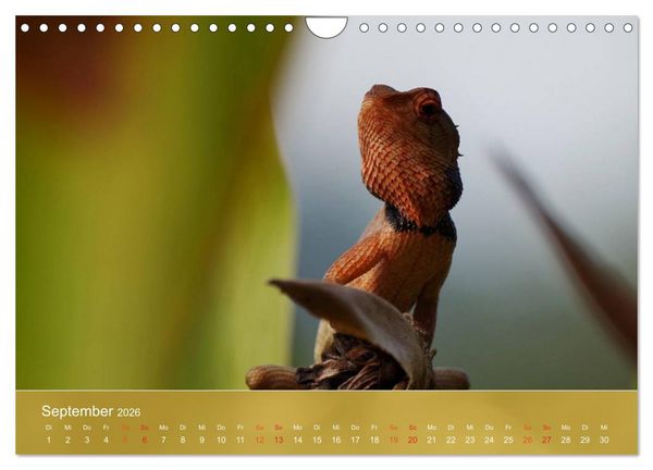 Produktbild: Agamen - Echsen aus der Urzeit (Wandkalender 2026 DIN A4 quer), CALVENDO Monatskalender