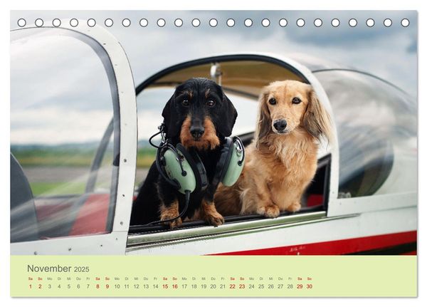 Dackel unterwegs (Tischkalender 2025 DIN A5 quer), CALVENDO Monatskalender