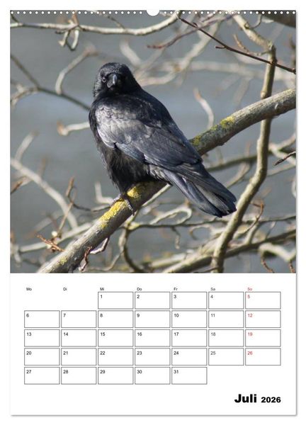 Produktbild: Rabenv&ouml;gel Terminplaner (Wandkalender 2026 DIN A2 hoch), CALVENDO Monatskalender