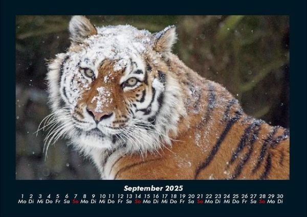 Produktbild: Tiger 2025 Fotokalender DIN A4