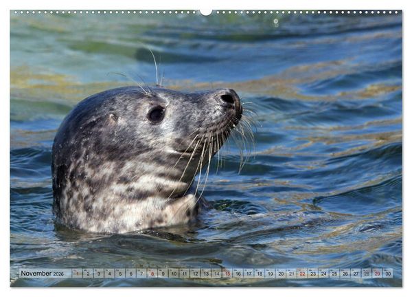 Produktbild: Sch&ouml;ne Insel Helgoland (Wandkalender 2026 DIN A2 quer), CALVENDO Monatskalender