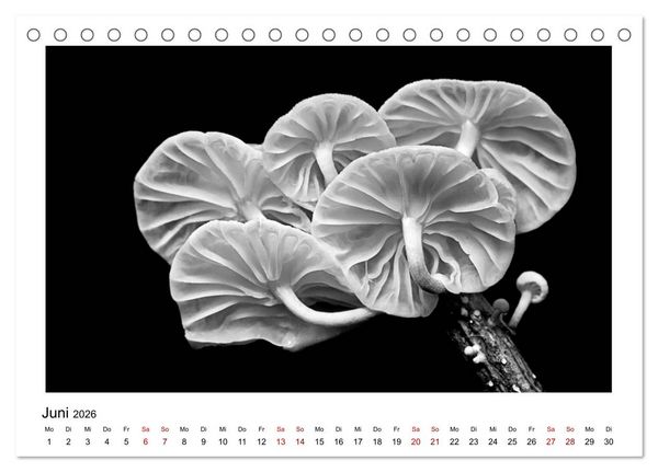 Produktbild: Die grafische Sch&ouml;nheit der Pflanzen &ndash; Schwarz-Wei&szlig; (Tischkalender 2026 DIN A5 quer), CALVENDO Monatskalender