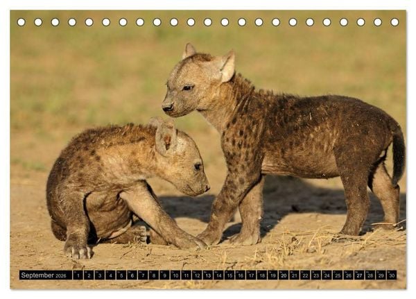 Produktbild: Magie des Augenblicks - Tierkinder - klein, aber wild (Tischkalender 2026 DIN A5 quer), CALVENDO Monatskalender