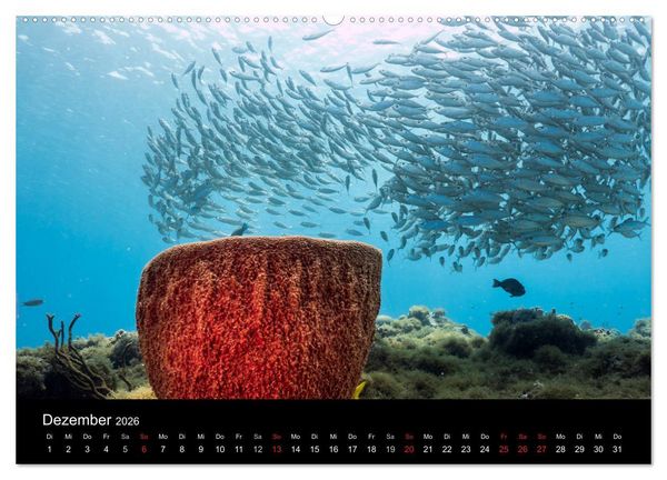 Produktbild: Tanz der Fische (hochwertiger Premium Wandkalender 2026 DIN A2 quer), Kunstdruck in Hochglanz