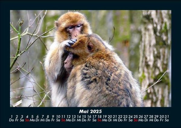 Produktbild: Affen 2025 Fotokalender DIN A5