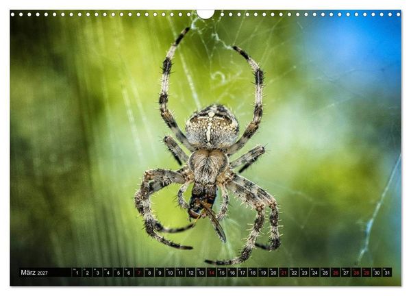 Produktbild: Abneigung und Ekel. Die unbeliebtesten Tiere (Wandkalender 2027 DIN A3 quer), CALVENDO Monatskalender