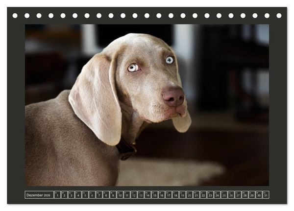 Produktbild: Weimaraner - Ein Welpenjahr (Tischkalender 2026 DIN A5 quer), CALVENDO Monatskalender