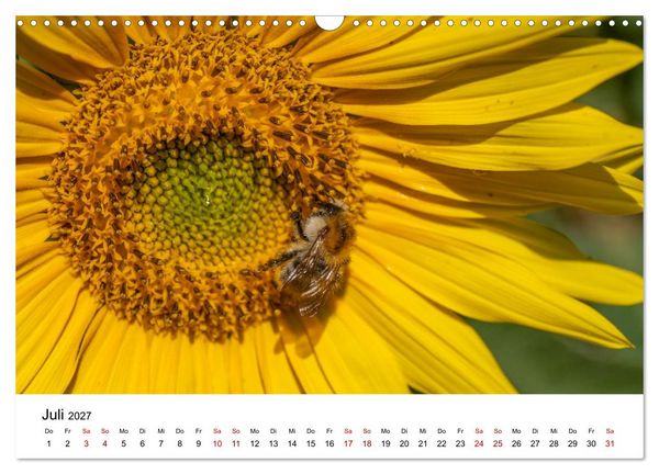 Produktbild: Bunter Nektarrausch - Nektarsammler in leuchtenden Farben (Wandkalender 2027 DIN A3 quer), CALVENDO Monatskalender