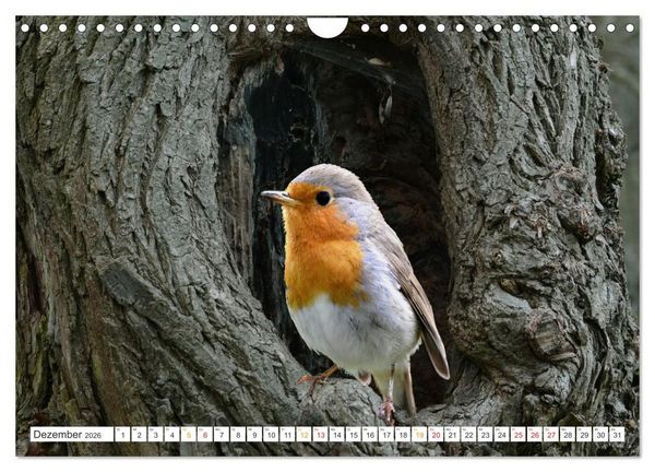 Produktbild: Das Rotkehlchen, ein Kleiner ganz Gro&szlig; (Wandkalender 2026 DIN A4 quer), CALVENDO Monatskalender