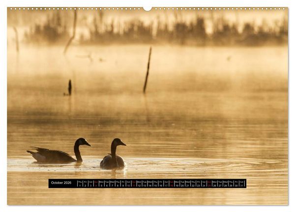 Produktbild: CANADA GOOSE / UK-Version (High Quality Premium Wall Calendar 2026 DIN A2 landscape),CALVENDO 12 Month Wall Calendar