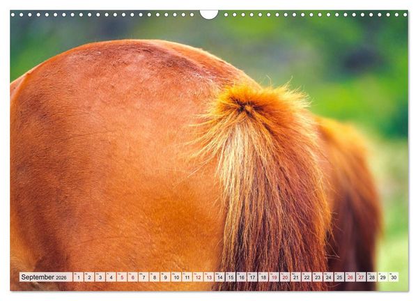 Produktbild: Popo-Kalender (Wandkalender 2026 DIN A3 quer), CALVENDO Monatskalender