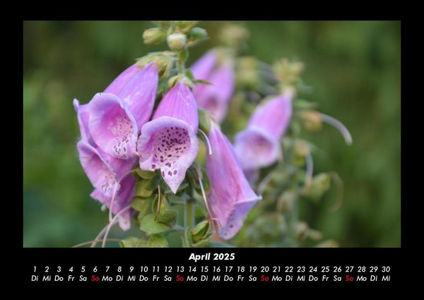 Produktbild: Blumenkalender 2025 Fotokalender DIN A3