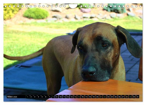 Produktbild: Rhodesian Ridgeback - Ausdrucksstarke Gesichter (Wandkalender 2026 DIN A4 quer), CALVENDO Monatskalender