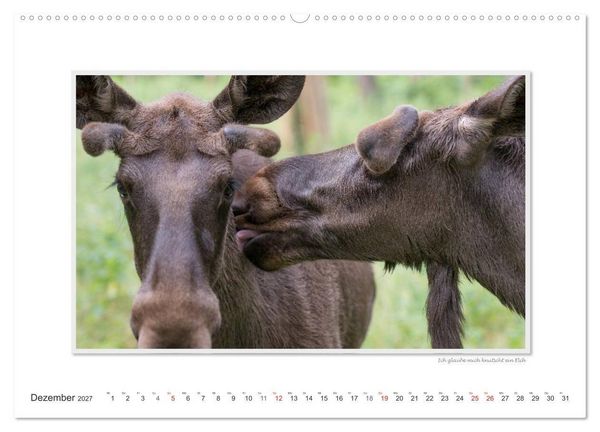 Produktbild: Emotionale Momente: Europ&auml;ischer Elch Part II (Wandkalender 2027 DIN A2 quer), CALVENDO Monatskalender