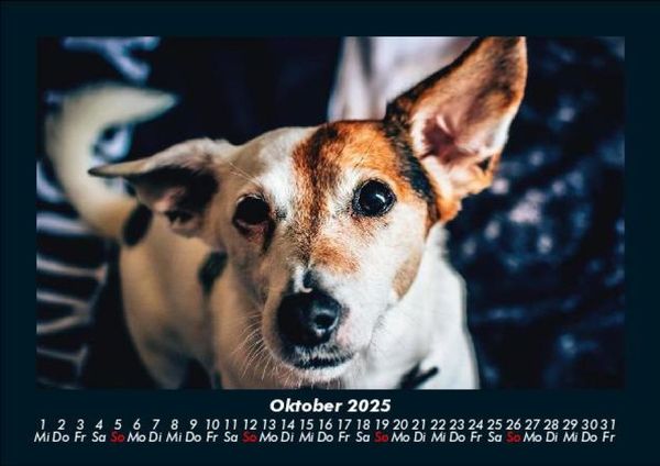 Produktbild: Der Hundekalender 2025 Fotokalender DIN A5