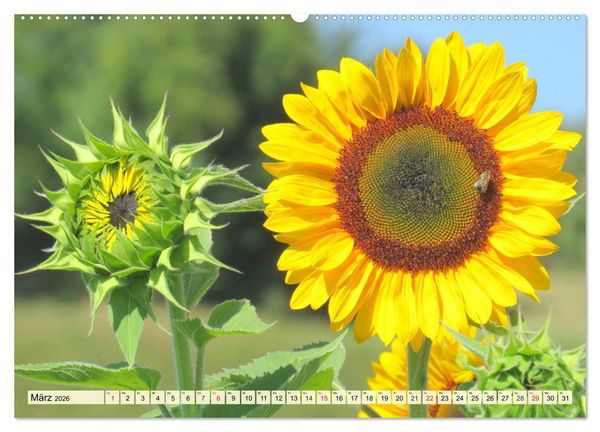 Produktbild: Sonnenblumen. Das Strahlen des Sommers (hochwertiger Premium Wandkalender 2026 DIN A2 quer), Kunstdruck in Hochglanz