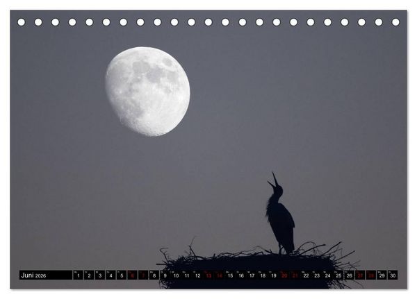 Produktbild: Die Sandersh&auml;user St&ouml;rche (Tischkalender 2026 DIN A5 quer), CALVENDO Monatskalender