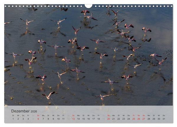 Produktbild: Flamingo Impressionen 2026 (Wandkalender 2026 DIN A3 quer), CALVENDO Monatskalender
