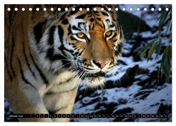 Produktbild: Tiger - die leisen J&auml;ger des Dschungels (Tischkalender 2026 DIN A5 quer), CALVENDO Monatskalender