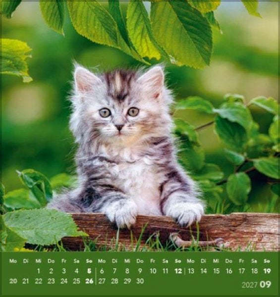 Produktbild: Schmusekatzen 2027
