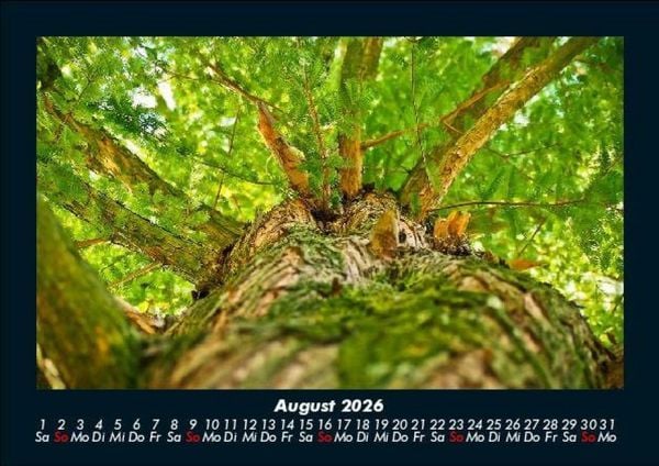 Produktbild: B&auml;ume 2026 Fotokalender DIN A5