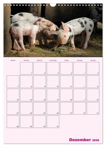 Produktbild: Schweinischer Terminplaner (Wandkalender 2026 DIN A3 hoch), CALVENDO Monatskalender