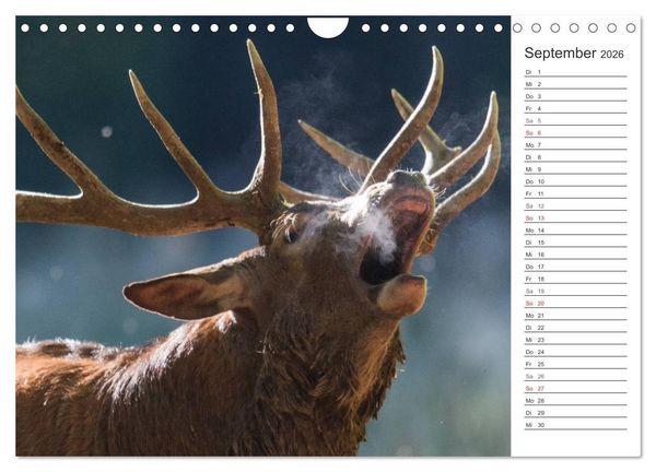 Produktbild: Emotionale Momente: Wild und Jagd. (Wandkalender 2026 DIN A4 quer), CALVENDO Monatskalender