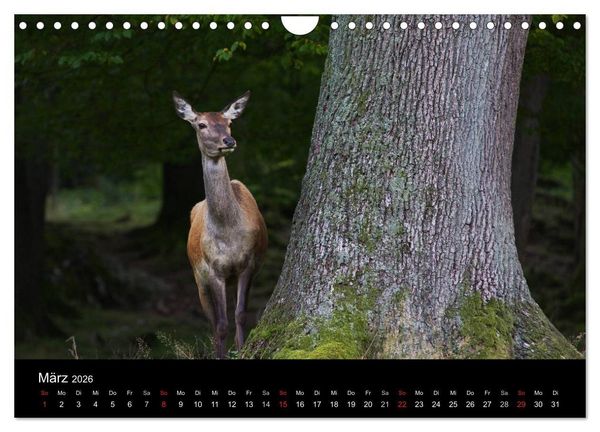 Produktbild: Der Rothirsch, K&ouml;nig der W&auml;lder (Wandkalender 2026 DIN A4 quer), CALVENDO Monatskalender