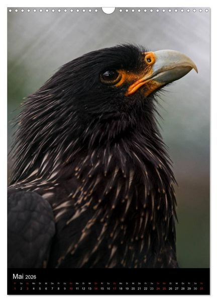 Produktbild: Greifv&ouml;gel im Portrait (Wandkalender 2026 DIN A3 hoch), CALVENDO Monatskalender