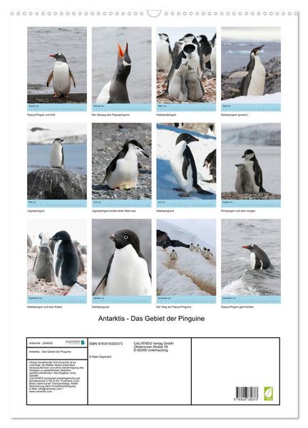 Produktbild: Antarktis - Das Gebiet der Pinguine (Wandkalender 2026 DIN A2 hoch), CALVENDO Monatskalender