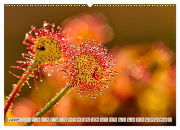 Produktbild: Deutschlands Moore (Wandkalender 2027 DIN A2 quer), CALVENDO Monatskalender