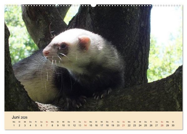 Produktbild: Frettchen und Marder. Frech, witzig, niedlich (Wandkalender 2026 DIN A2 quer), CALVENDO Monatskalender