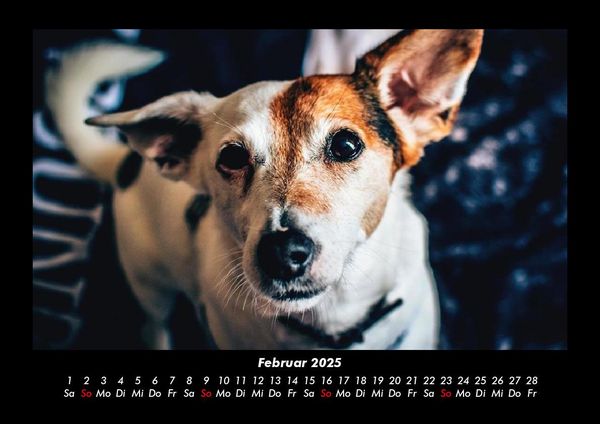 Produktbild: Hundezauber 2025 Fotokalender DIN A3