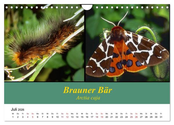 Produktbild: Zwei Leben, Raupe und Schmetterling (Wandkalender 2026 DIN A4 quer), CALVENDO Monatskalender