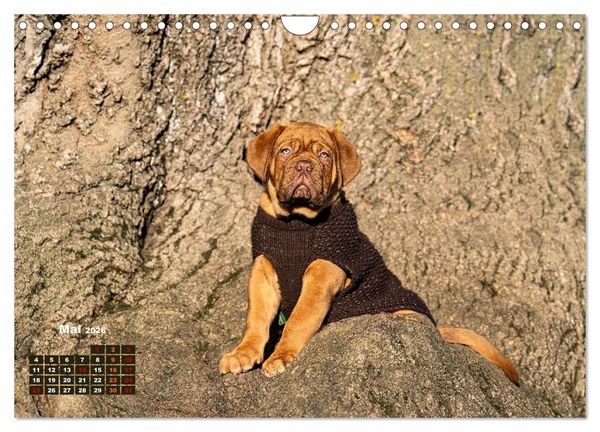 Produktbild: Eine kleine Bordeauxdogge entdeckt die Welt (Wandkalender 2026 DIN A4 quer), CALVENDO Monatskalender