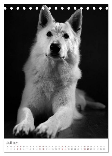 Produktbild: Fine Art Hundeportraits (Tischkalender 2026 DIN A5 hoch), CALVENDO Monatskalender