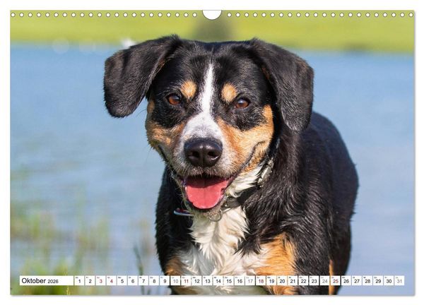 Produktbild: Mein bester Freund - Entlebucher Sennenhund (Wandkalender 2026 DIN A3 quer), CALVENDO Monatskalender