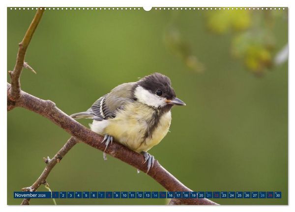 Produktbild: Kohlmeise - Fotografiert von Ostfriesenfotografie (Wandkalender 2026 DIN A2 quer), CALVENDO Monatskalender