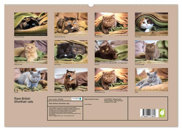 Produktbild: Rare British Shorthair cats (High Quality Premium Wall Calendar 2026 DIN A2 landscape),CALVENDO 12 Month Wall Calendar