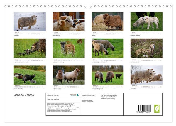 Produktbild: Sch&ouml;ne Schafe (Wandkalender 2026 DIN A3 quer), CALVENDO Monatskalender