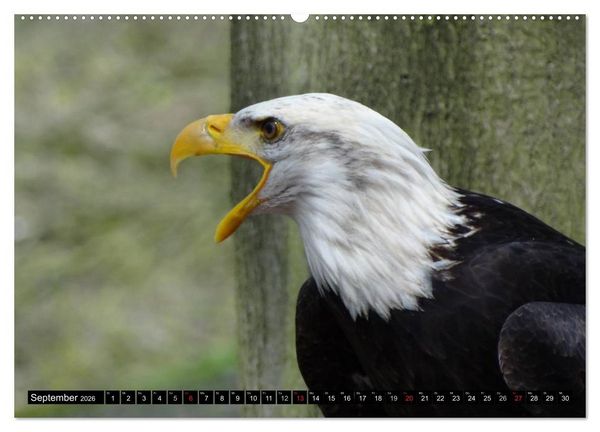 Produktbild: Wei&szlig;kopfseeadler. Symbol der Freiheit (Wandkalender 2026 DIN A2 quer), CALVENDO Monatskalender