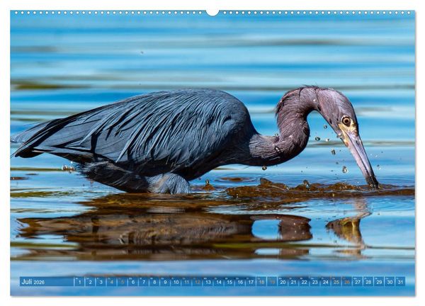 Produktbild: Blaureiher und Dreifarbenreiher (hochwertiger Premium Wandkalender 2026 DIN A2 quer), Kunstdruck in Hochglanz