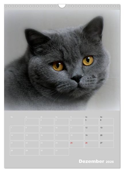 Produktbild: Graue Engel - Britischkurzhaar-Katzen (Wandkalender 2026 DIN A3 hoch), CALVENDO Monatskalender