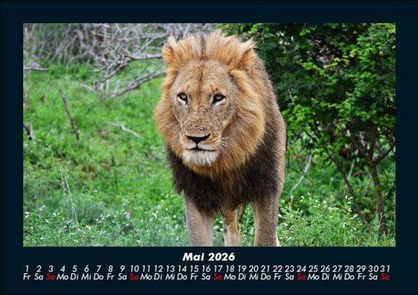 Produktbild: L&ouml;wen in der Wildnis 2026 Fotokalender DIN A5