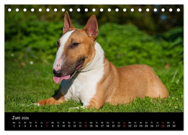 Produktbild: Bullterrier (Tischkalender 2026 DIN A5 quer), CALVENDO Monatskalender