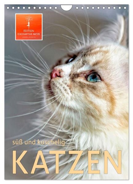 Produktbild: Katzen - s&uuml;&szlig; und kuschelig (Wandkalender 2026 DIN A4 hoch), CALVENDO Monatskalender
