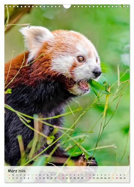Produktbild: Roter Panda (Wandkalender 2026 DIN A3 hoch), CALVENDO Monatskalender
