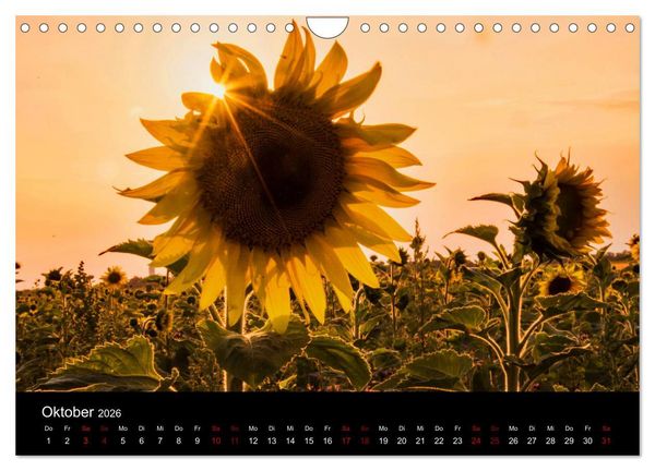 Produktbild: Blumen der Sonne (Wandkalender 2026 DIN A4 quer), CALVENDO Monatskalender
